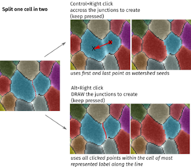 splitcells