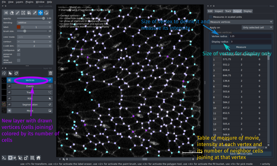 interface of vertices measurement