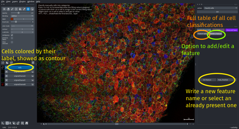 main interface of cell classification